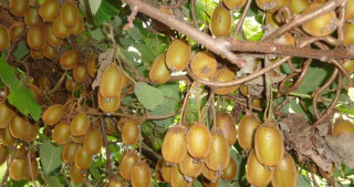दैलेखको भैरवी गाउँपालिकाका किसानहरू किवि खेती प्रति आकर्षित