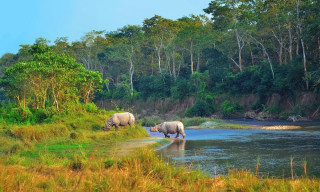 जेलबाट छुटेपछि प्रजाले थप ४ वटा गैँडा मारे