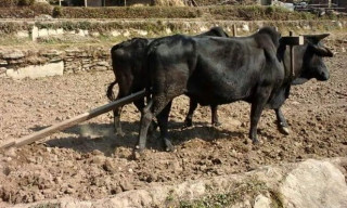 हलगोरु पाल्ने किसानलाई रु १० हजार अनुदान
