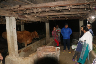 विश्वास फर्ममा एक्कासी पाँच वटा गाई मरेपछि देवघाटका विष्णु बहादुर पाण्डे पीडामा