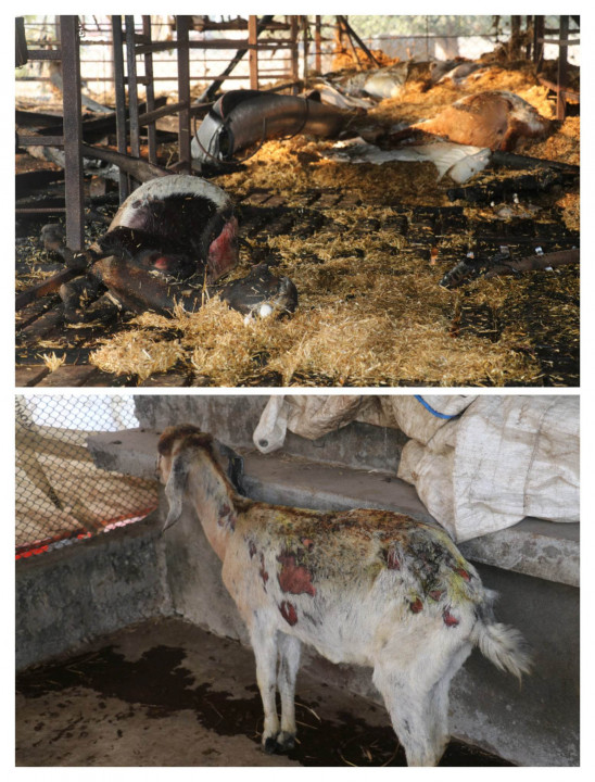 देवघाटको भट्टराई कृषि बाख्रा फर्ममा आगलागी हुँदा ३२ लख बराबरको क्षेति