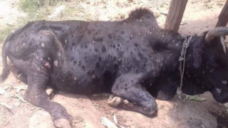 गाईभैँसीमा लाग्ने लम्पीस्किन रोगबाट देवघाटका किसान पनि पीडित