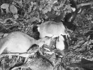 बाघले आक्रमण गर्दा देवघाटका दुर्गा प्रसाद गुरूङको सात बाख्रा मरे