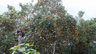 देवघाटका किसानले भिरमा लटरम्म सुन्तला फलाउँदै