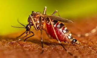 चार महिनामा कोशी प्रदेशमा पाँच सय ८२ जना डेङ्गी सङ्क्रमित