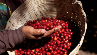 जलवायु परिवर्तन : अत्यधिक गर्मीका कारण कफी उत्पादन घट्दै, अन्तर्राष्ट्रिय बजारमा मूल्यवृद्धि